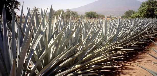 Agave azul tambm serve para curar e no s para produzir tequila -  12/01/2015 - UOL Notcias