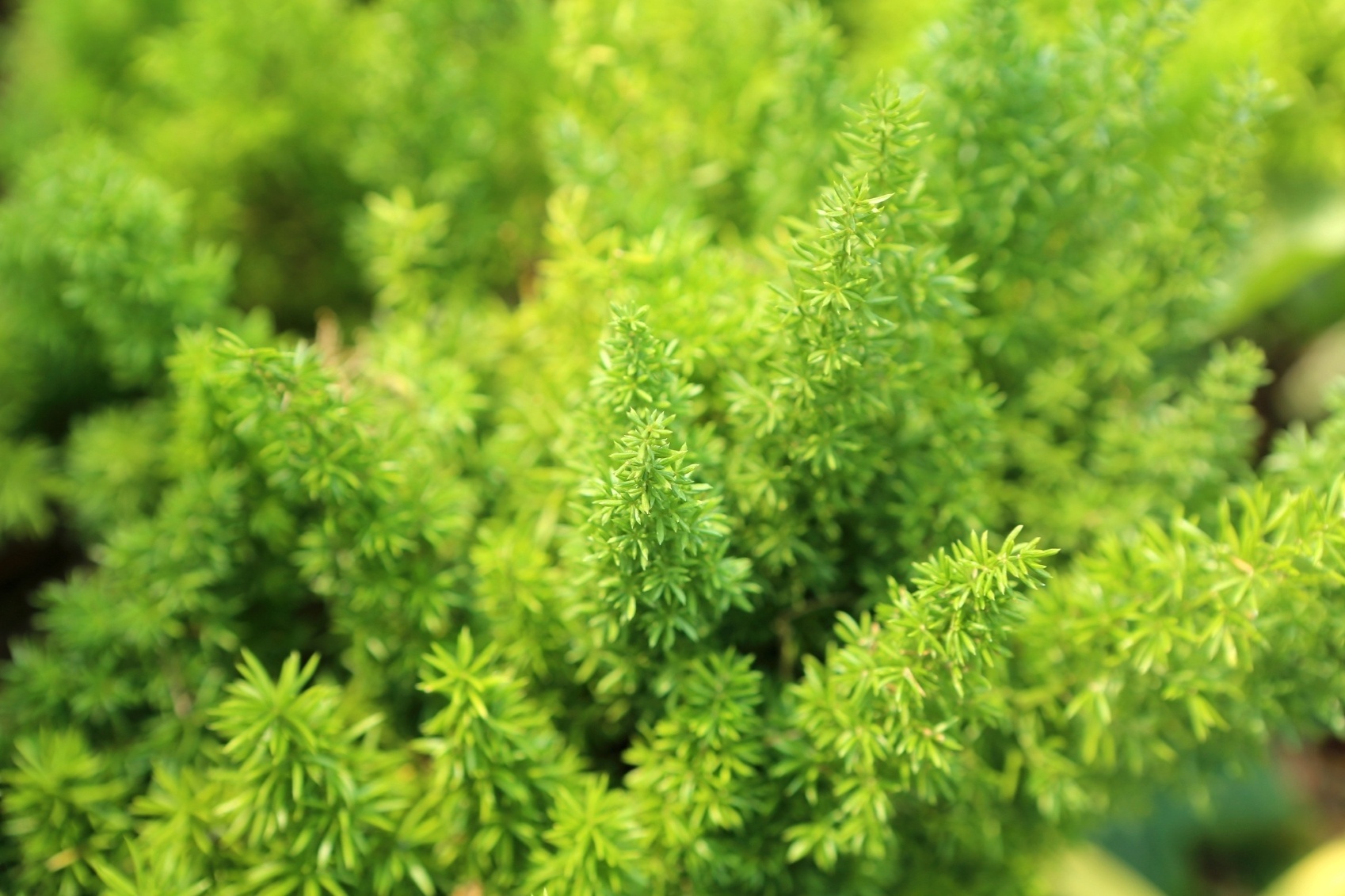 Aspargo rabo de gato ou pluma - Nome cientifico: Aspargus densiflorus. É uma planta diferente, de aspecto delicado, mas relativamente rústica. Pode ser cultivada em vasos ou jardineiras (inclusive suspensas) e sua folhagem alcança até um metro de comprimento. Deve receber regas regulares, ser plantada em solo fértil e permanecer à meia sombra - Getty Images