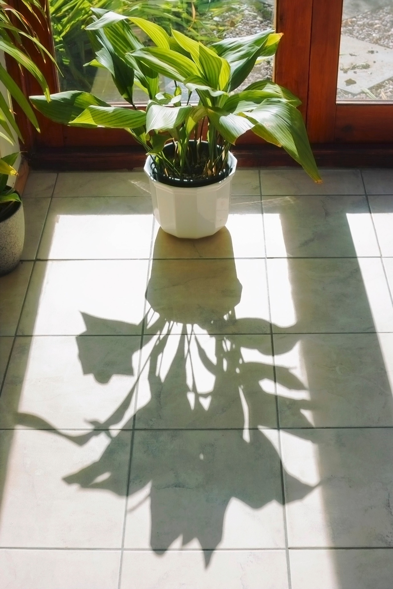 Aspidistra - Nome cientifico: Aspidistra elatior. Com ciclo de vida perene, é uma herbácea de porte baixo, atingindo de 40 cm a 60 cm de altura. É indicada para locais pouco iluminados, mas o solo deve ser fértil e bem drenado para seu bom desenvolvimento - Getty Images