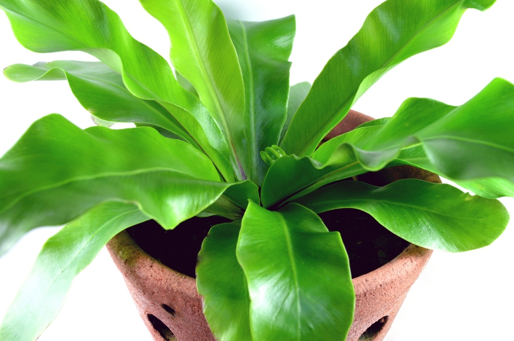 Asplênio - Nome científico: Asplenium nidus. Esta samambaia de origem asiática chega a ter folhas com 90 cm de extensão e, por isso, só deve ser acomodada em ambientes grandes. Prefere cantos sombreados, mas precisa estar perto da janela. O indicado é irrigar a cada três dias, de modo que a terra fique sempre úmida. Para repor os nutrientes é importante variar entre o adubo granulado (químico) e o fertilizante orgânico a cada quatro meses - Getty Images