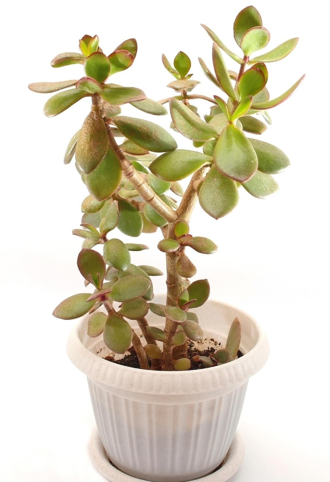 Bálsamo - Nome científico: Sedum dendroideum. Esta herbácea suculenta é originária das regiões desérticas do México e, portanto, suporta condições extremas. Pouca rega é o segredo para mantê-la vivaz, assim como para os cactos e qualquer outra suculenta. Tal plantinha pode ser conservada em um regime de exposição indireta à luz natural - Getty Images