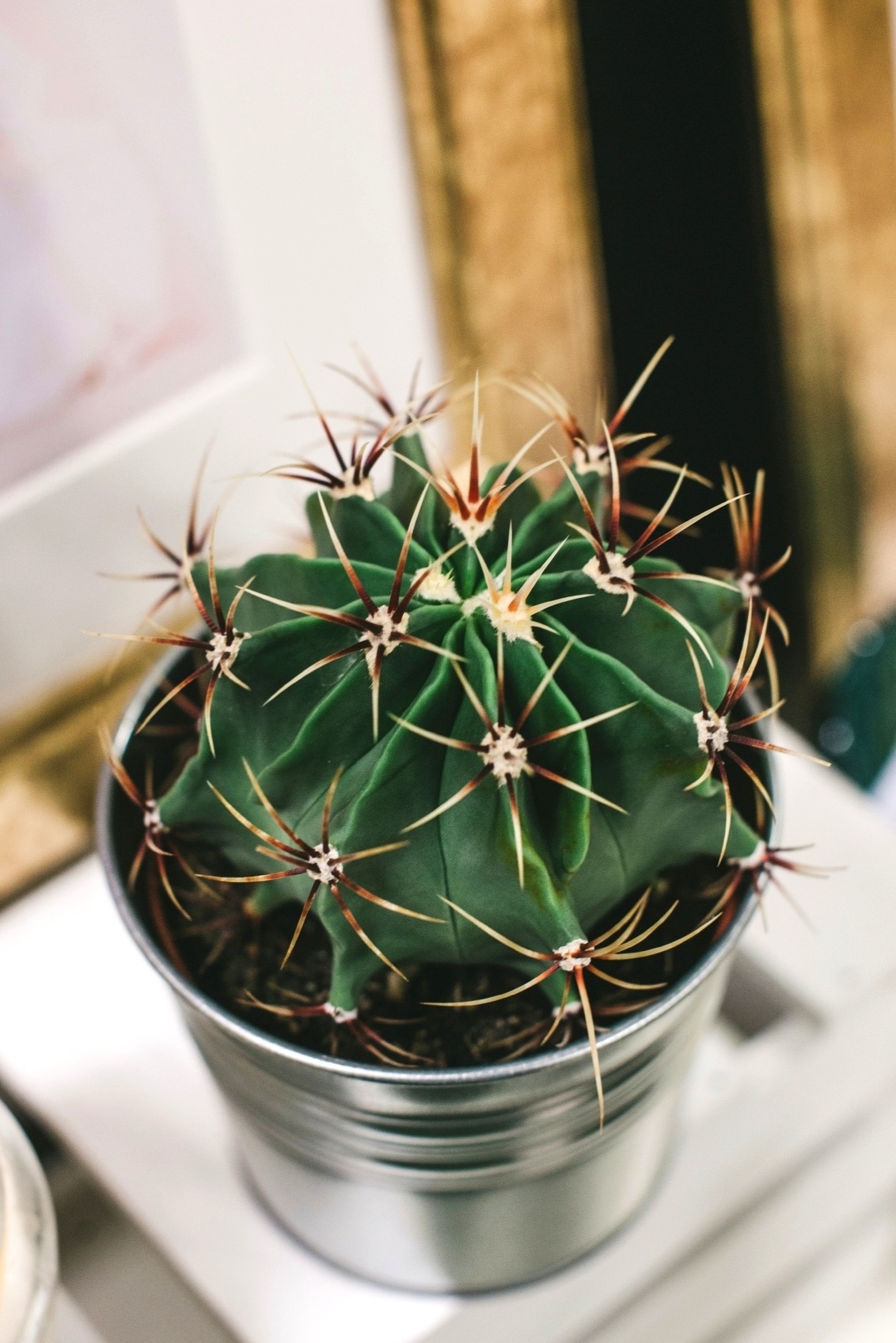 Cactus - Família: Cactaceae. Os cactos se adaptam bem em banheiros, quando mantidos em exposição indireta ao sol.  A única recomendação é evitar o excesso de água, portanto, os solos devem ser muito bem drenados.  Dependendo do clima, a rega pode ser feita até uma vez por mês, mas aqui também vale a regra: toque o substrato e sinta o grau de umidade antes de irrigar. Atente-se: o crescimento dos cactos é lento e seus espinhos não são venenosos, mas podem machucar - Getty Images