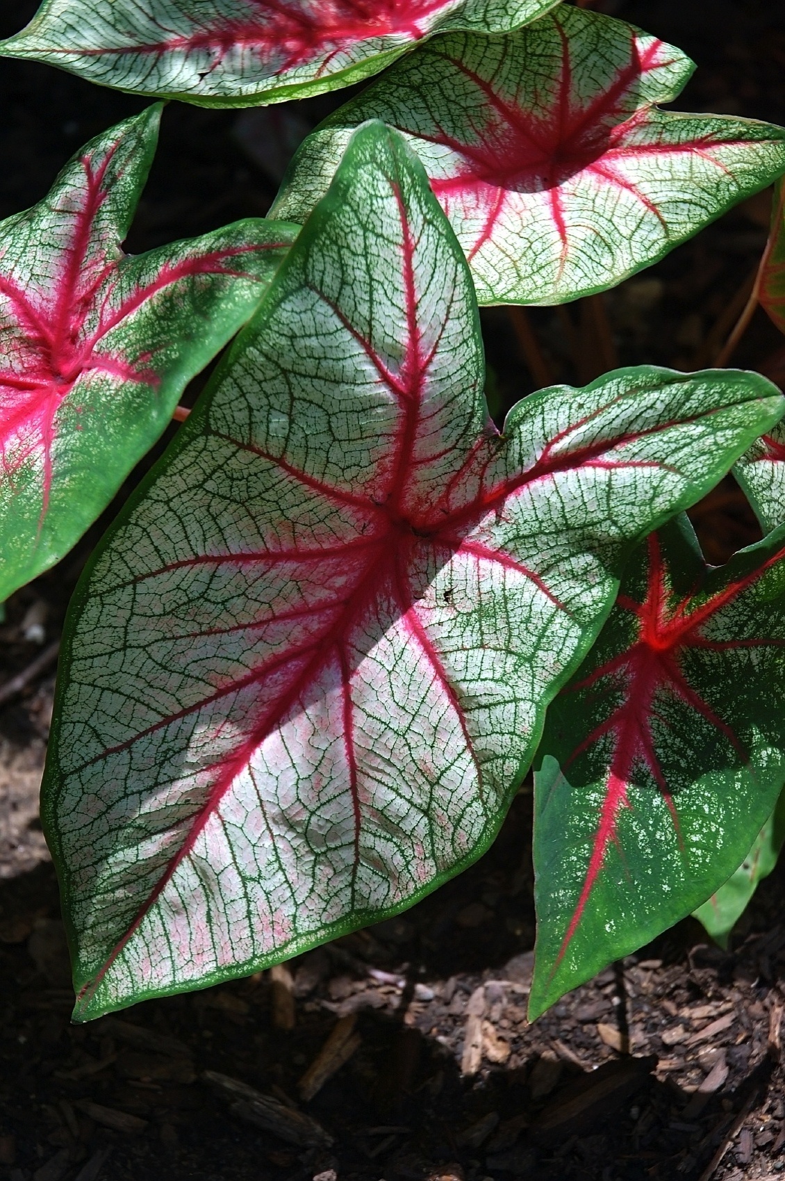Caládio - Nome cientifico: Caladium bicolor. Essa planta tem ciclo de vida perene e se caracteriza como uma erva bulbosa que chega a ter 60 cm de altura. Suas folhas grandes são pintadas ou rajadas. Pode ser cultivada sob luminosidade difusa, pleno sol ou meia sombra, mas não tolera encharcamentos. O caládio dá vida ao banheiro, mas há uma ressalva: mantenha o exemplar fora do alcance das crianças e animais, pois este é um vegetal tóxico e seu contato com os olhos ou as mucosas gera ardência - Getty Images