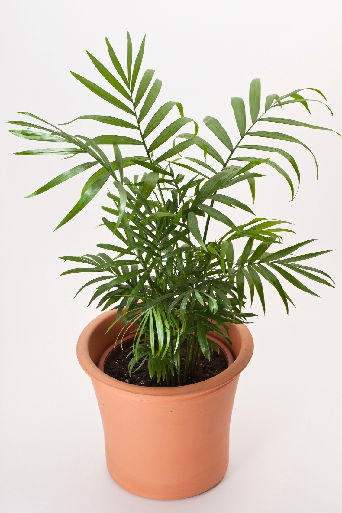 Chamaedorea - Nome científico: Chamaedorea elegans. Palmeira de pequeno porte originária do México, alcança de um a dois metros e é indicada para decorar grandes banheiros com meia-sombra. Os exemplares demandam regas duas vezes por semana e solo rico e adubado (húmus) - Getty Images