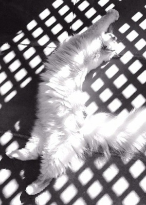 "Não confunda quando estou me bronzeando com um simples cochilo de gato", é a legenda da foto de Choupette - Reprodução/Instagram/@choupettesdiary - Reprodução/Instagram/@choupettesdiary