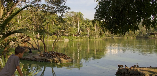 Lago do Zoológico de São Paulo, onde vivem os cisnes-negros - Divulgação