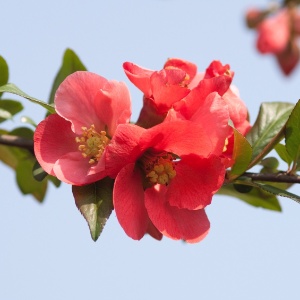 Punica granatum - romã (flor da romãzeira) - Getty Images - Getty Images