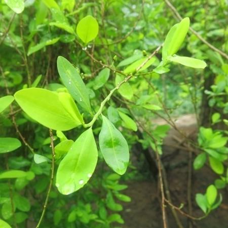 Planta de coca, cujas folhas fazem parte da tradição dos povos da Serra Nevada de Santa Marta