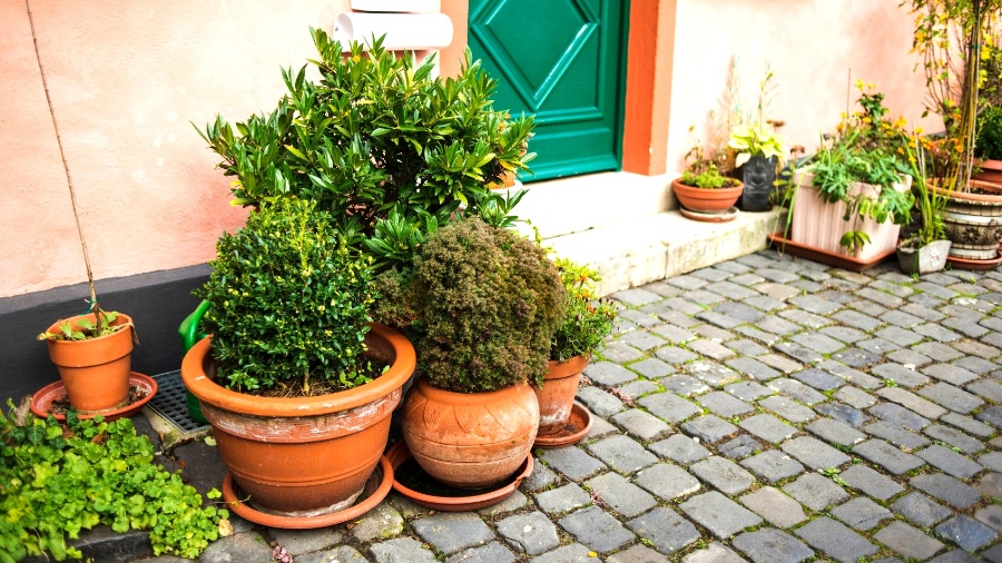 Plantas podem ser nossas aliadas