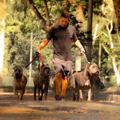 André durante um passeio com Thora, Banha e Gorda, todas da raça Cane Corso