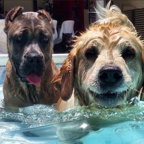 Thora (Cane Corso) e Cuca (Golden Retriever) se refrescam na piscina da casa de André Marques