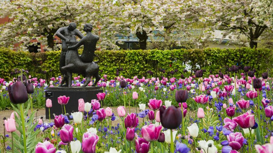 Neste ano, as tulipas podem ser admiradas no Parque Keukenhof apenas entre 21 de março e 19 de maio - Divulgação/Visit Holland