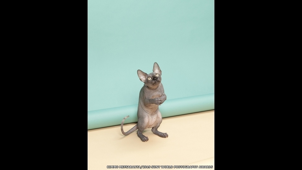 "Comportamento Animal", de Kimmo Metsaranta, da Finlândia, é uma série de natureza morta construída usando gatos - Kimmo Metsaranta/Sony World Photography Awards