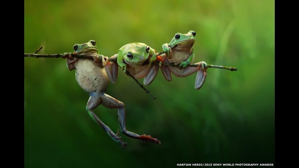 Três sapos 'fofinhos' lutam para ficar pendurados em um galho na imagem de Harfian Herdi, que compete na categoria aberta Natureza e Vida Selvagem - Sony World Photography Awards