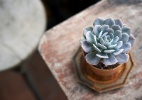 Conheça plantas que resistem bem a suportes pequenos - Getty Images