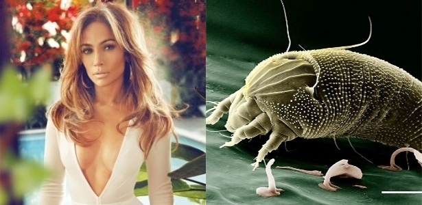 Ao descobrir uma nova espécie de ácaro, cientistas decidiram nomeá-lo em homenagem a Jennifer Lopez