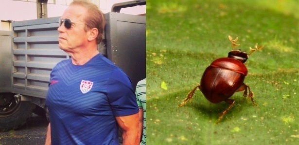 O ator e ex-governador da Califórnia Arnold Schwarzenegger dá nome a um besouro devido às patas superdesenvolvidas do inseto, que lembram seus bíceps