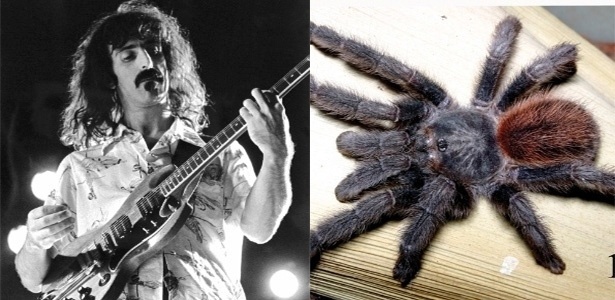 O músico Frank Zappa já nomeou cinco animais. Entre eles uma aranha, batizada assim devido à quantidade abundante de pelos em seu corpo, que se assemelham à barba do guitarrista
