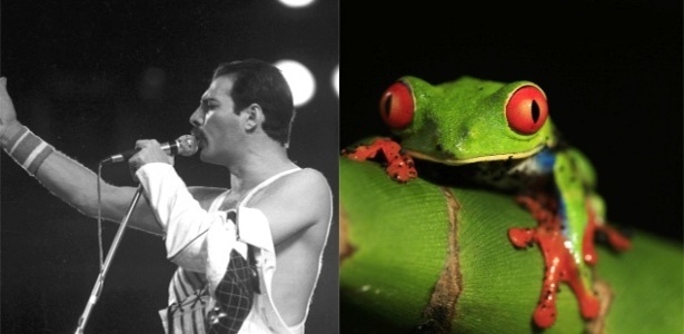 O nome de Freddie Mercury já foi associado a um crustáceo, uma rã e um inseto