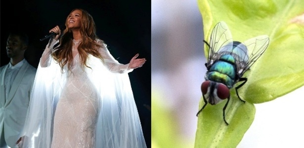 Uma mosca foi batizada de Beyoncé por ter a barriga dourada, lembrando alguns dos figurinos da cantora