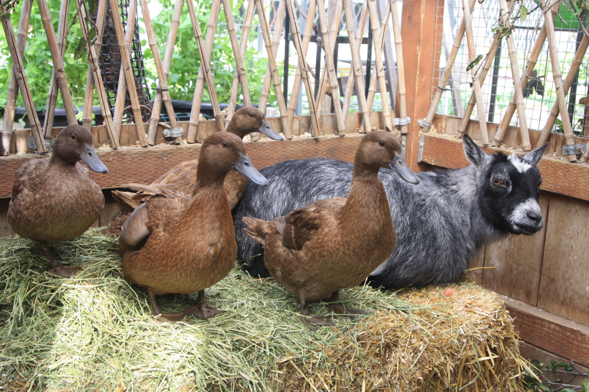 Além de uma horta orgânica, onde cultivam em torno de 400 espécies de vegetais, frutas e ervas, os Dervaes também criam em sua casa em Pasadena, na Califórnia (EUA), animais como galinhas, patos e cabras que garantem outros alimentos (leite e ovos) para o sustento da família - Divulgação/ Urban Homestead®