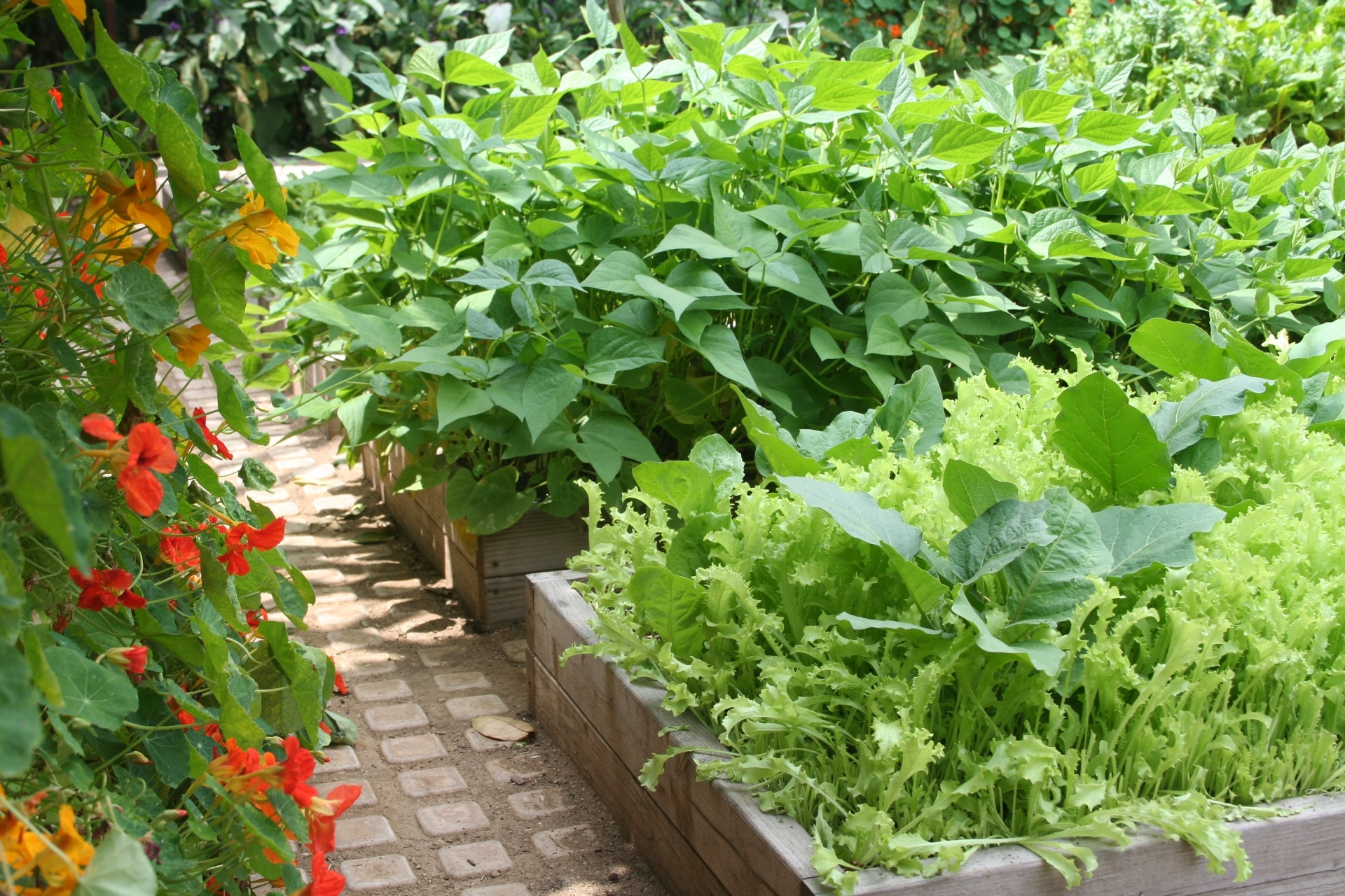 Detalhe da horta orgânica do projeto Urban Homestead® da família Dervaes em Pasadena, na Califórnia (EUA). As mais de 400 espécies de vegetais são cultivadas em diferentes canteiros no quintal da casa urbana - Divulgação/ Urban Homestead®