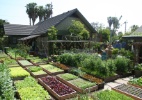 Família nos EUA cultiva 400 plantas orgânicas no quintal; conheça o projeto - Divulgação/ Urban Homestead®