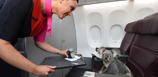 Schweppes e toalhas úmidas estão entre os mimos oferecidos para os bichinhos - Divulgação/Qantas Airways