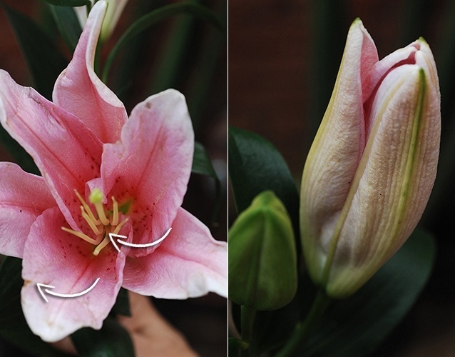 Ao comprar lírios de corte, observe se ainda há pólen no exemplar. Pistilos sem pólen denunciam a idade ou a má conservação da flor. Pétalas manchadas também devem ser evitadas (veja o exemplo à esquerda). Lírios com botões no ramo duram por mais tempo - Reinaldo Canato/ UOL/ Arte UOL