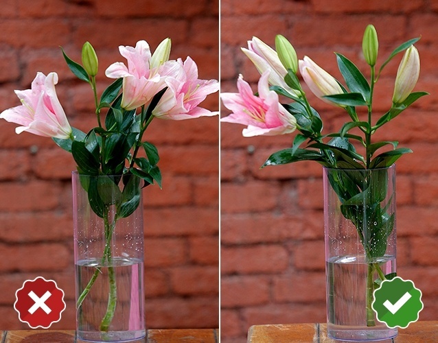 Lírios - lilium sp.: os lírios podem ser comprados em qualquer estágio de abertura, mas o ideal é que o pólen não esteja sendo liberado e que ainda haja flores fechadas no galho. O pistilo (estrutura que agrega e libera o pólen) pode ser retirado após a compra, garantindo assim uma aparência bonita da flor por mais tempo (cerca de dez dias). Evite flores com folhas amareladas e pétalas manchadas em ramos com todos os exemplares abertos, pois a resistência da planta cai para quatro dias - Reinaldo Canato/ UOL/ Arte UOL