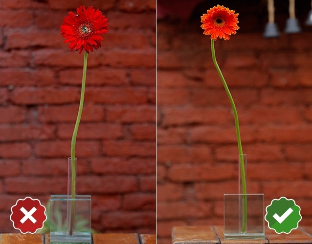 Gérbera -Gerbera hybrida: ao comprarmos uma gérbera devemos acompanhar a abertura do seu miolo, que ocorre das bordas para o centro. Uma boa abertura corresponde a cerca de cinco centímetros. Nessa condição, o exemplar chega a durar até sete dias - Reinaldo Canato/ UOL/ Arte UOL