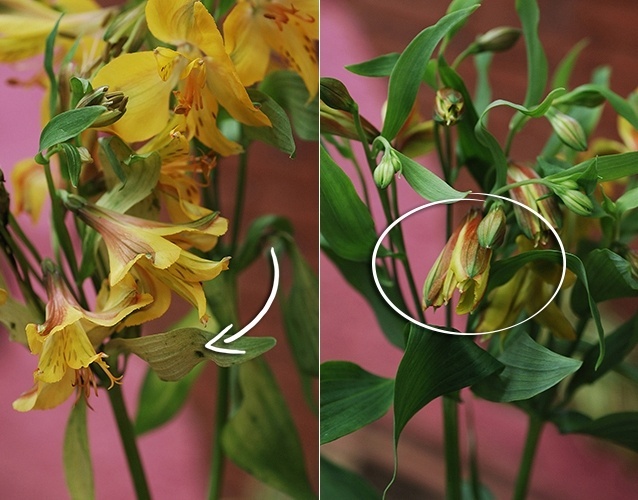 Escolha sempre as alstroemérias em que é possível observar a cor da flor mesmo sem a abertura total do botão (como na imagem à direita). Os galhos e as folhas devem ser verdes e firmes e não podem estar "melados", nem com aspecto envelhecido (como no exemplo à esquerda). Flores mais velhas (abertas), todavia, duram até sete dias, mas perdem as pétalas gradativamente - Reinaldo Canato/ UOL/ Arte UOL