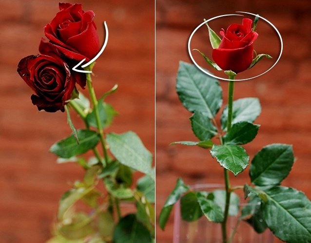 Evite rosas com as pétalas machucadas, folhas amareladas ou esbranquiçadas e caule pouco firme (como as da esquerda). Se as flores apresentarem aspecto envelhecido ou danificado, a durabilidade será curta: cerca de três dias. Rosas em bom estado (como a da direita), com a abertura sendo iniciada e aparência firme e fresca, duram até sete dias - Reinaldo Canato/ UOL/ Arte UOL