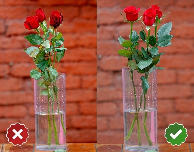 Rosa - rosa spp.: arranjos com rosas são clássicos e duram até uma semana. Ao comprar os exemplares, atente-se: a junção entre o caule e a flor precisa estar firme. Os botões, para estarem em bom estado, devem apresentar apenas uma leve abertura. Não compre botões completamente fechados (como um "bico"), com as pétalas coladas, pois provavelmente a flor foi colhida muito nova e não desabrochará - Reinaldo Canato/ UOL/ Arte UOL