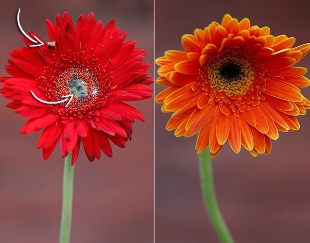 Ao comprar uma gérbera, olhe o miolo, ele deve estar aberto, mas não completamente (veja a imagem à direita). Exemplares totalmente desabrochados devem ser evitados, assim como os que apresentarem miolos com fungos, pétalas manchadas ou danificadas e caules muito moles (flor à esquerda). Nestas condições, a gérbera dura somente dois dias - Reinaldo Canato/ UOL/ Arte UOL