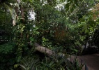 De banqueiro, casa dos anos 40 tem jardim selvagem projetado por Burle Marx - Leonardo Finotti/ UOL