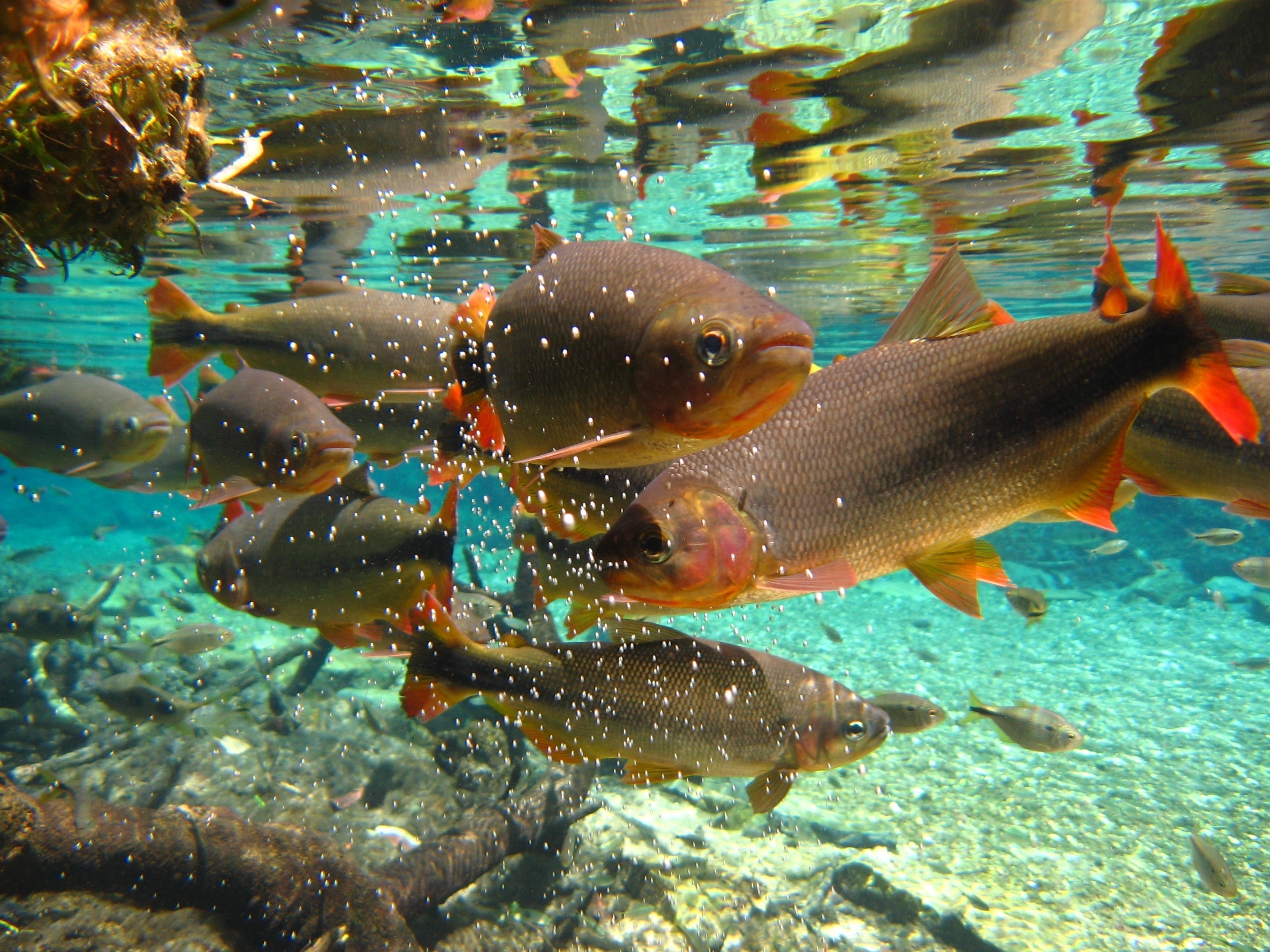 Airbnb em Bonito (MS): 10 opções para se hospedar a partir de R$ 550