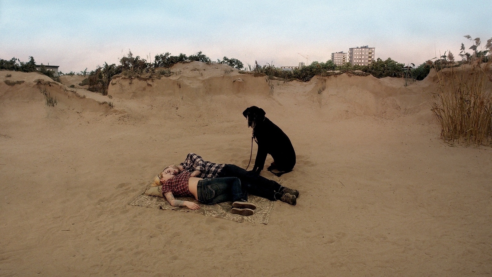 Fotos Um Pombo Pousou num Galho