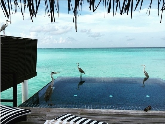 Em lua de mel nas Ilhas Maldivas, Preta Gil mostra a vista que desfruta no cenário paradisíaco - com as garças e as águas claras do mar. "Na minha varanda agora", escreveu a cantora