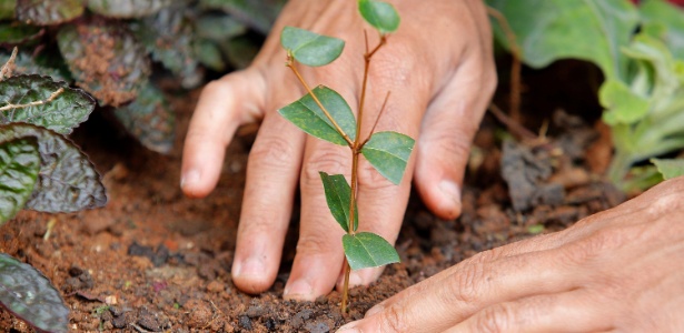 Plantar árvores gerou mais lucro do que abatê-las em 2024, diz IBGE