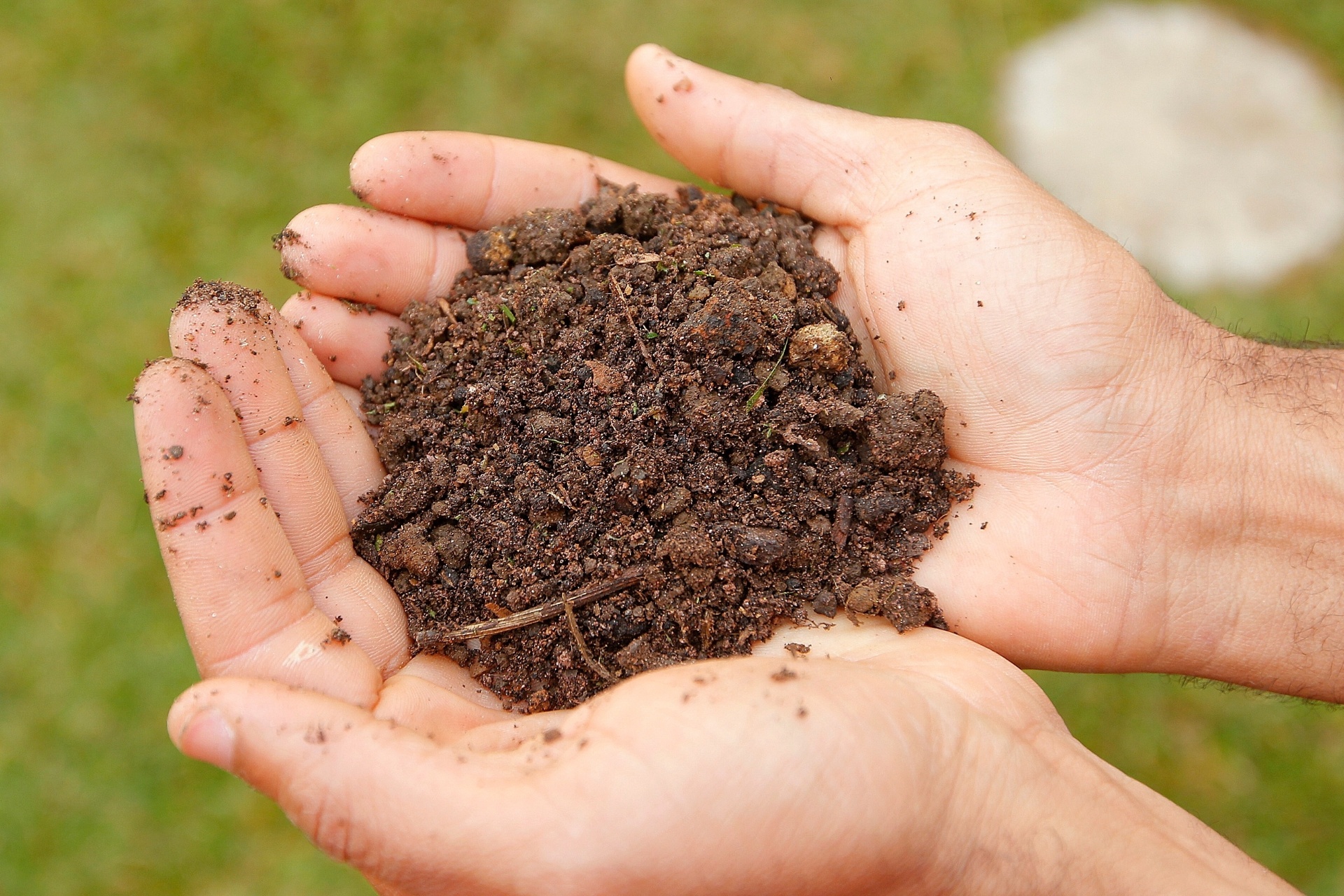 Como plantar pitanga - Reinaldo Canato/ UOL