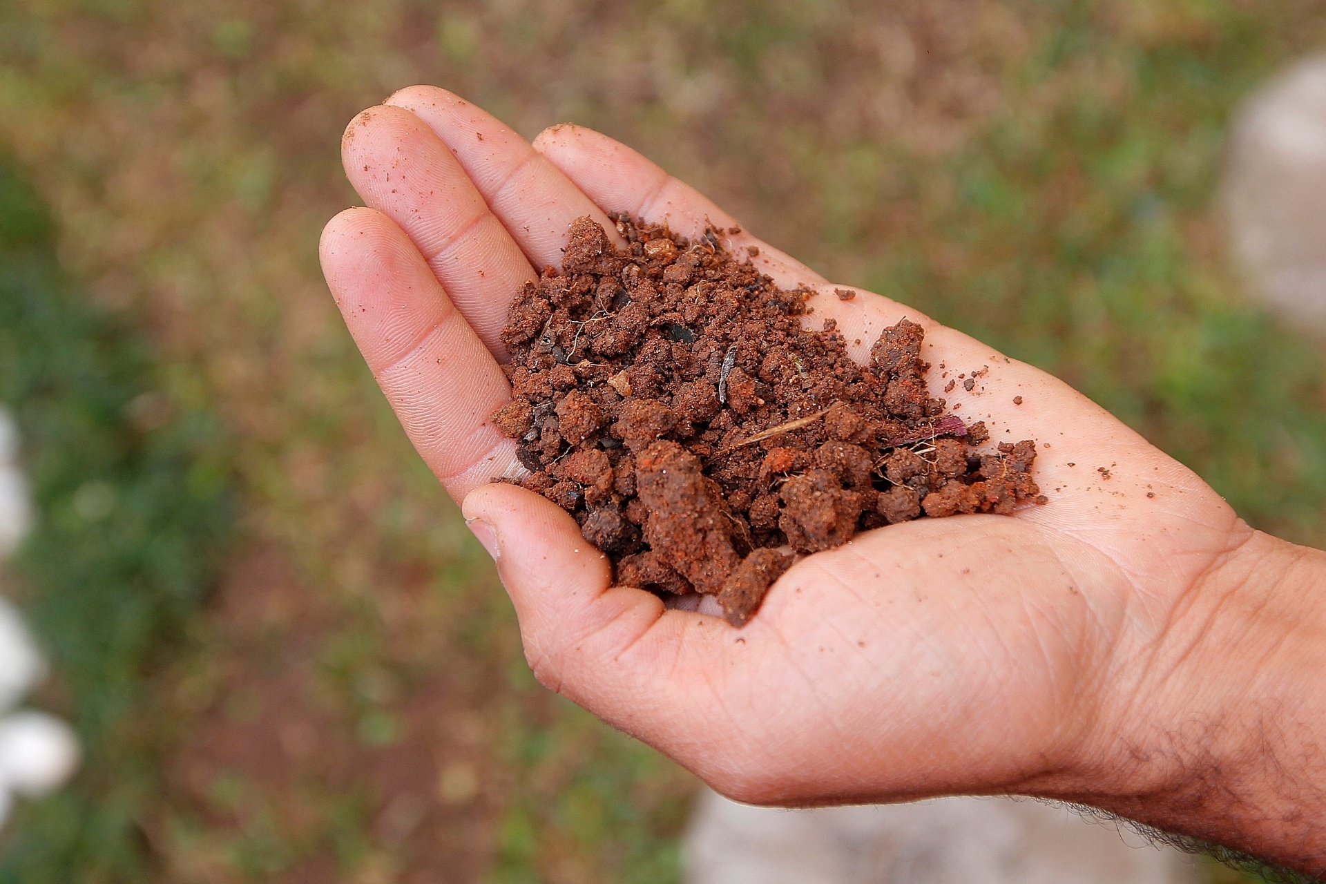 Como plantar pitanga - Reinaldo Canato/ UOL