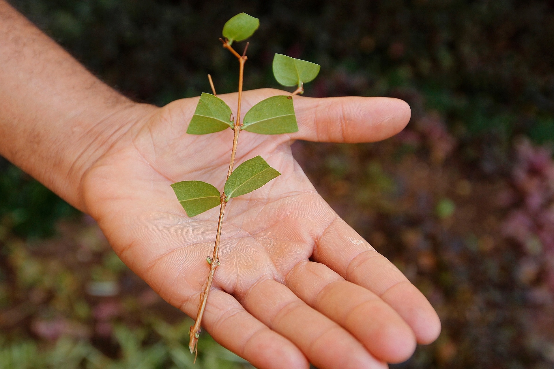 Como plantar pitanga - Reinaldo Canato/ UOL
