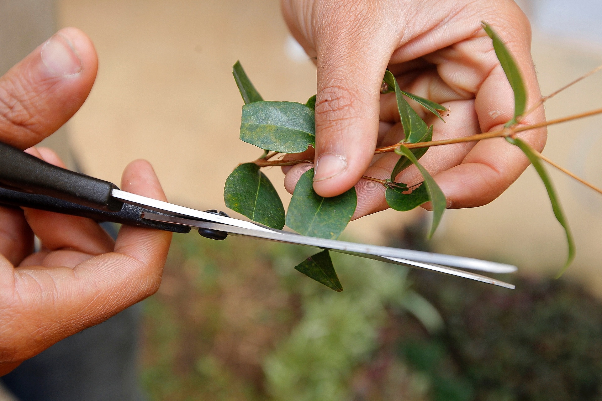 Como plantar pitanga - Reinaldo Canato/ UOL