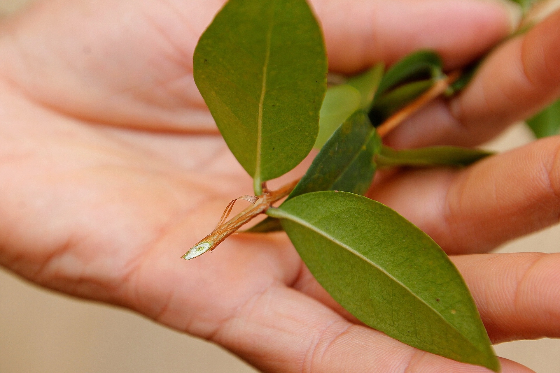 Como plantar pitanga - Reinaldo Canato/ UOL