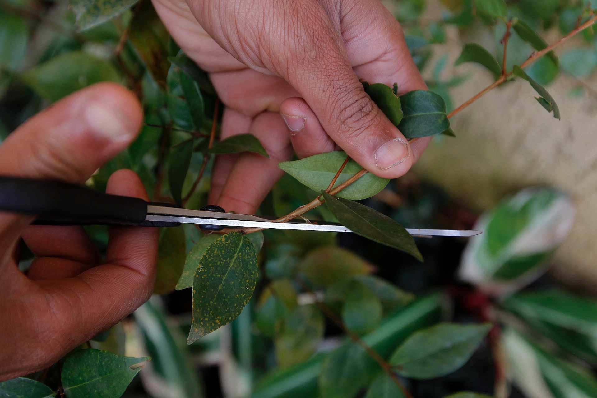 Como plantar pitanga - Reinaldo Canato/ UOL