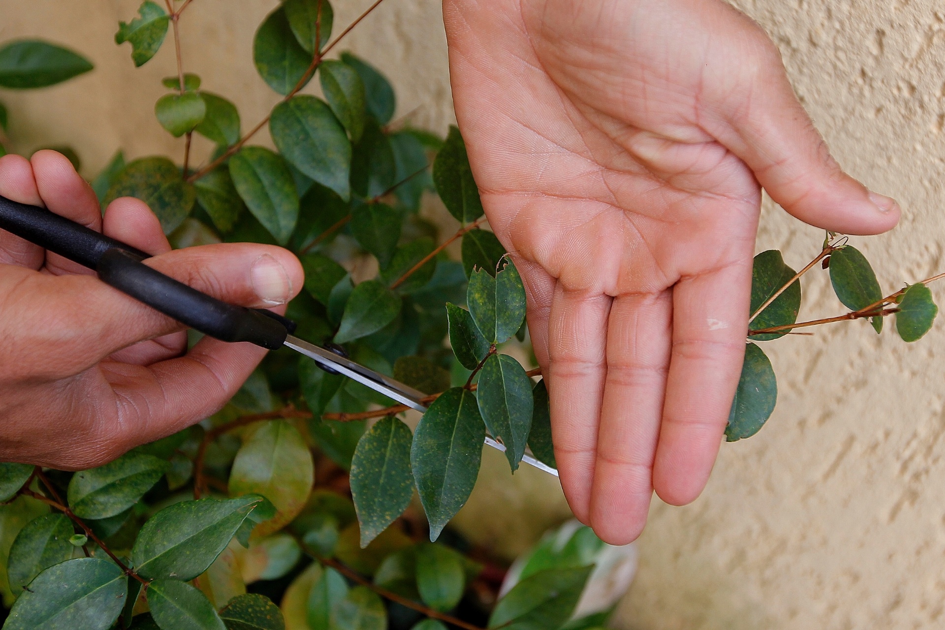 Como plantar pitanga - Reinaldo Canato/ UOL