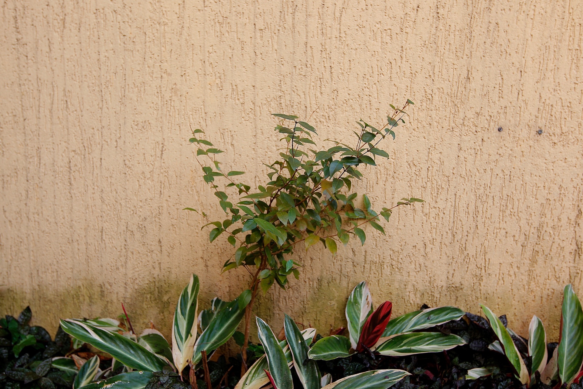 Como plantar pitanga - Reinaldo Canato/ UOL