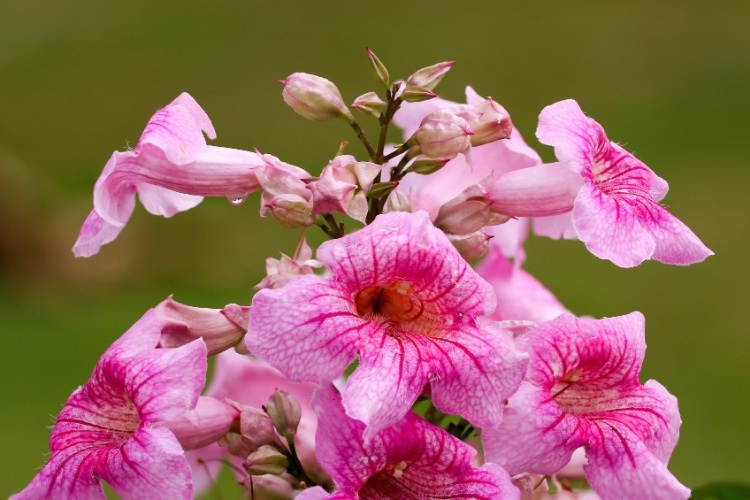 ) Com florescimento abundante e vigoroso, as primaveras podem ser ) Com florescimento abundante e vigoroso, as primaveras podem ser
