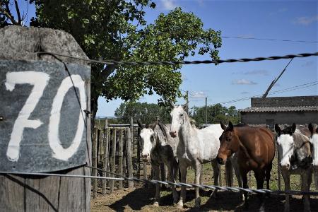 Os cavalos morrem antes do abate: a tragédia dos equinos descartados e  vendidos para frigoríficos.